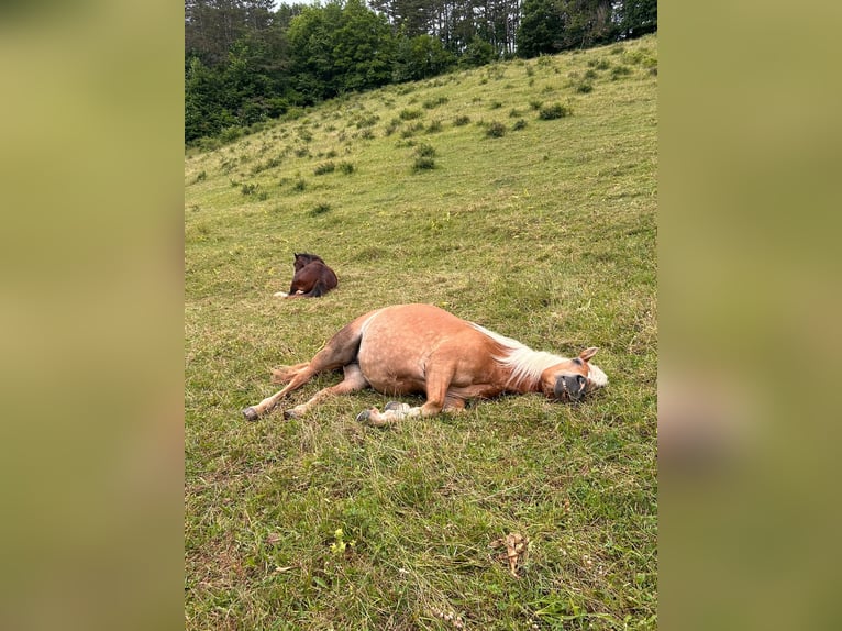 Haflinger Stute 10 Jahre 147 cm Fuchs in Miesenbach