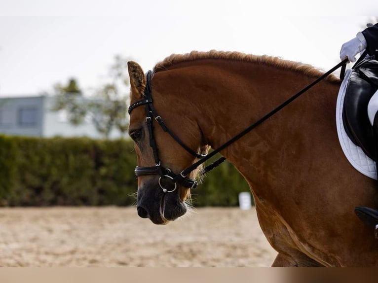 Haflinger Stute 10 Jahre 147 cm Fuchs in Miesenbach