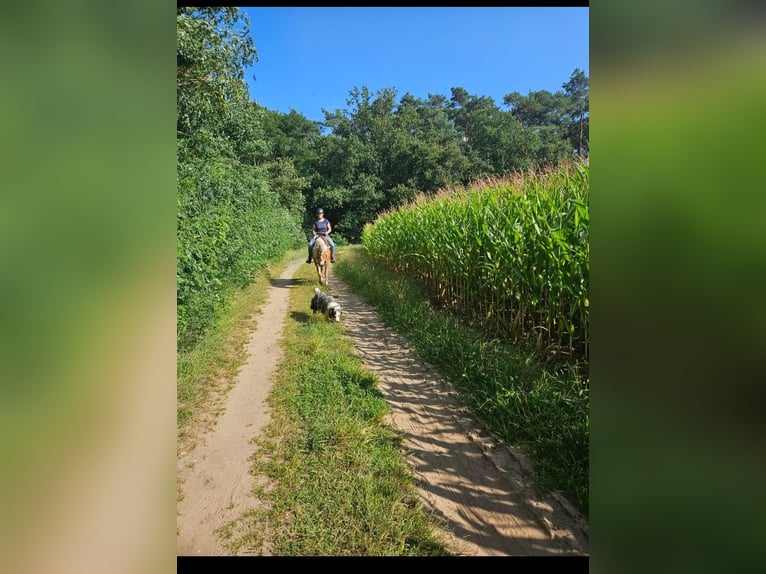 Haflinger Stute 10 Jahre 147 cm Fuchs in Rees