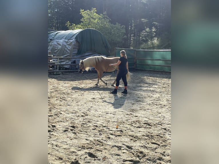 Haflinger Stute 10 Jahre 148 cm in Fuschl am See