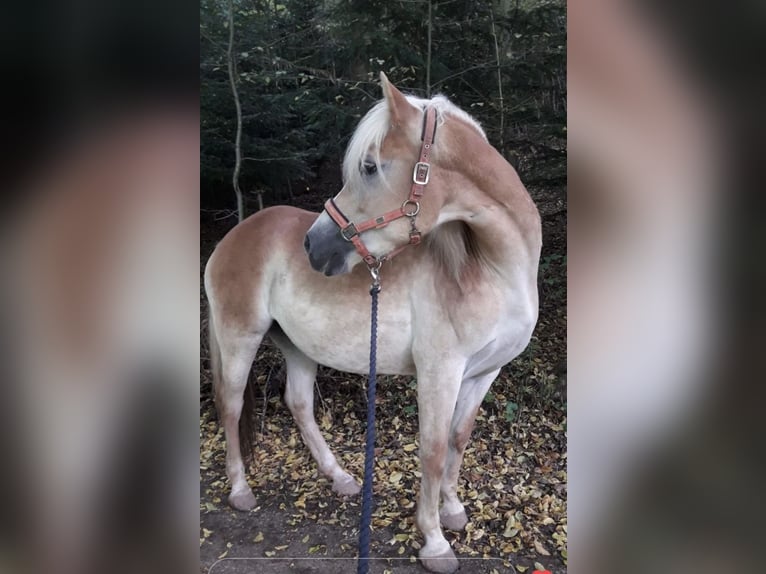 Haflinger Stute 10 Jahre 148 cm Fuchs in H&#xFC;llhorst
