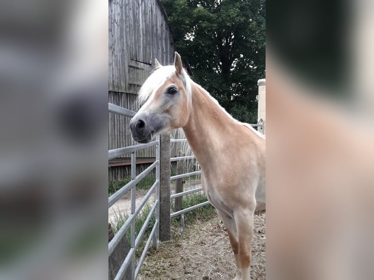 Haflinger Stute 10 Jahre 148 cm Fuchs in H&#xFC;llhorst