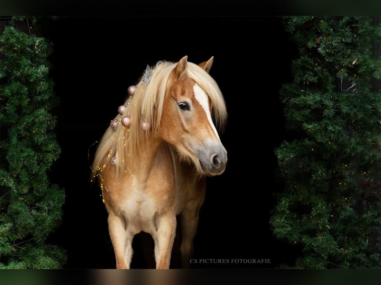 Haflinger Stute 10 Jahre 148 cm Fuchs in H&#xFC;llhorst