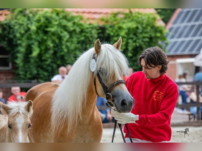 Haflinger Stute 10 Jahre 148 cm Fuchs in H&#xFC;llhorst