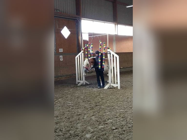 Haflinger Stute 10 Jahre 148 cm Fuchs in H&#xFC;llhorst