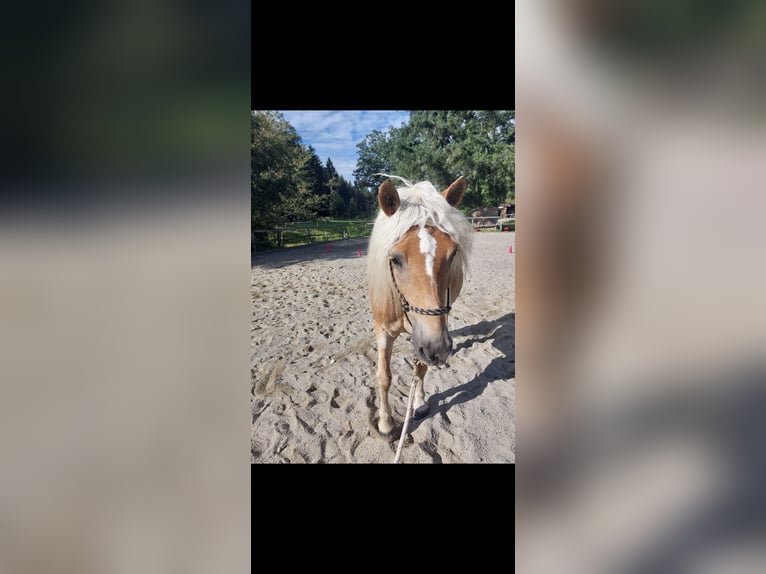 Haflinger Stute 10 Jahre 148 cm Fuchs in Aichstetten
