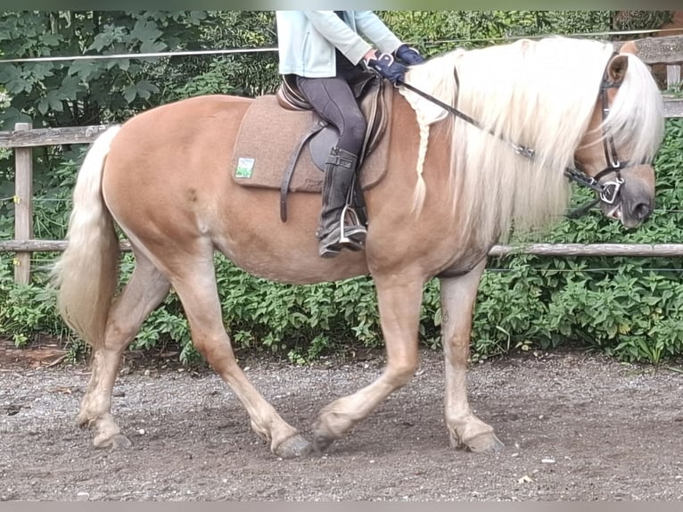 Haflinger Stute 10 Jahre 148 cm Fuchs in Aichstetten