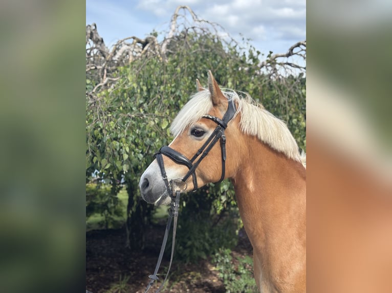 Haflinger Stute 10 Jahre 148 cm Fuchs in Iggingen