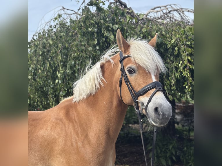 Haflinger Stute 10 Jahre 148 cm Fuchs in Iggingen
