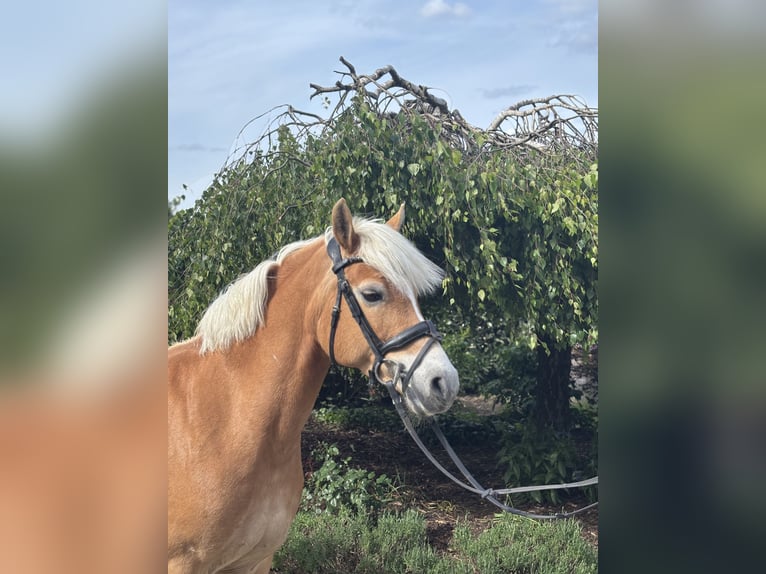 Haflinger Stute 10 Jahre 148 cm Fuchs in Iggingen