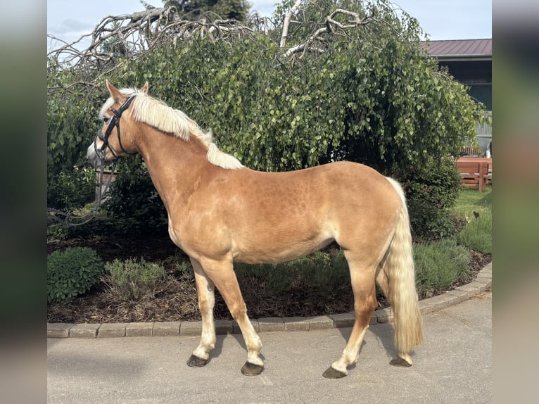 Haflinger Stute 10 Jahre 148 cm Fuchs in Iggingen