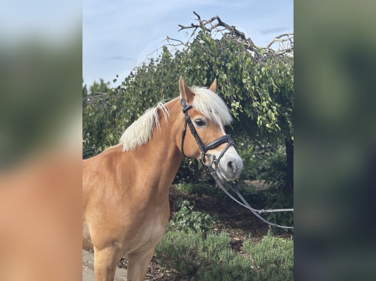 Haflinger Stute 10 Jahre 148 cm Fuchs in Iggingen