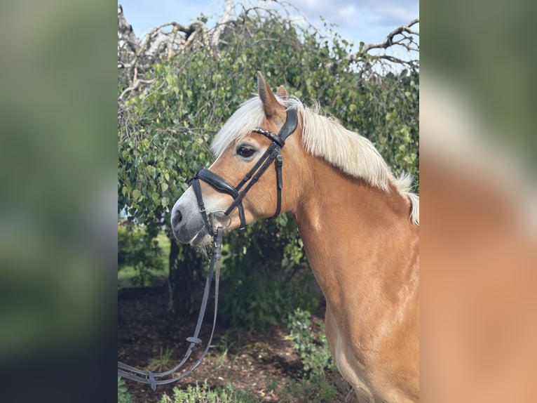 Haflinger Stute 10 Jahre 148 cm Fuchs in Iggingen