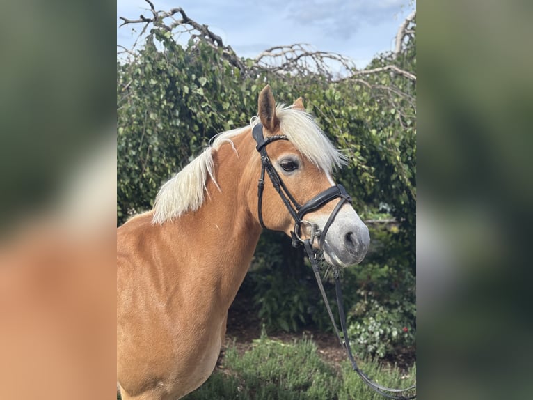 Haflinger Stute 10 Jahre 148 cm Fuchs in Iggingen