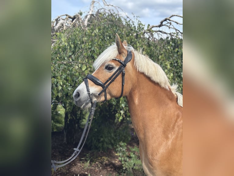 Haflinger Stute 10 Jahre 148 cm Fuchs in Iggingen