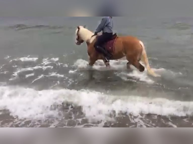 Haflinger Stute 10 Jahre 148 cm Fuchs in Kasseedorf