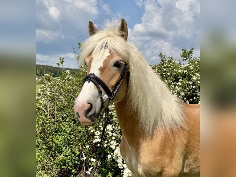 Haflinger Stute 10 Jahre 148 cm Fuchs in Pelmberg