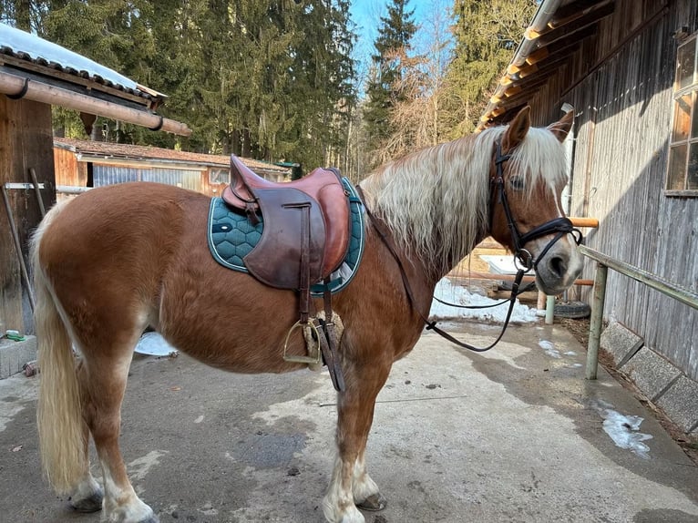 Haflinger Mix Stute 10 Jahre 148 cm Fuchs in Warngau