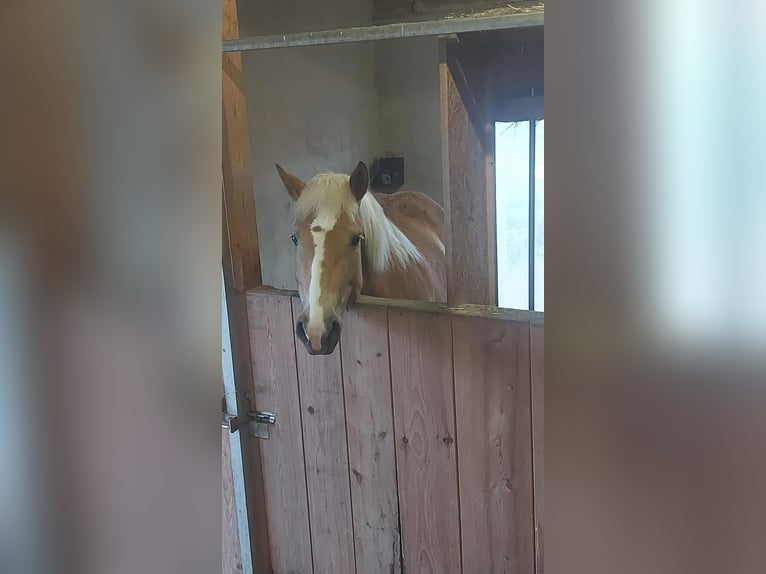 Haflinger Stute 10 Jahre 150 cm Fuchs in Andorf