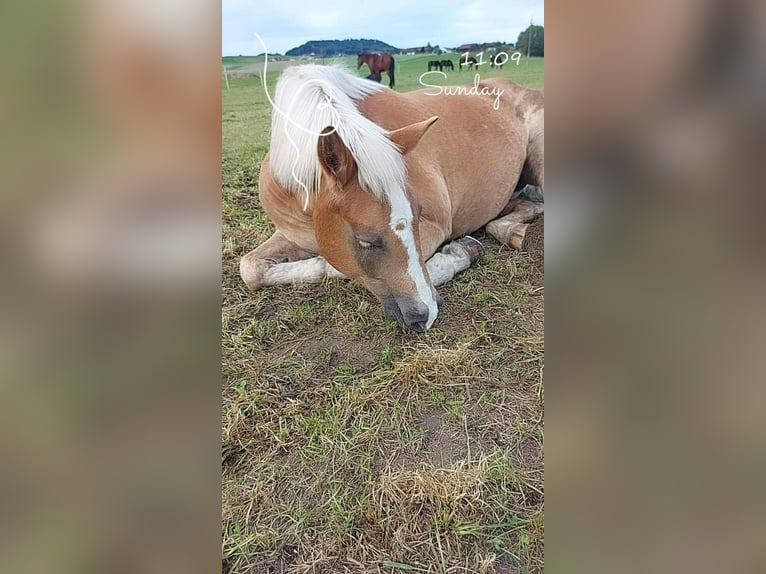 Haflinger Stute 10 Jahre 150 cm Fuchs in Andorf