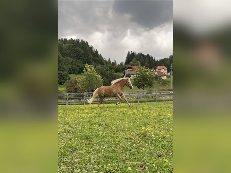 Haflinger Stute 10 Jahre 151 cm in Schöder