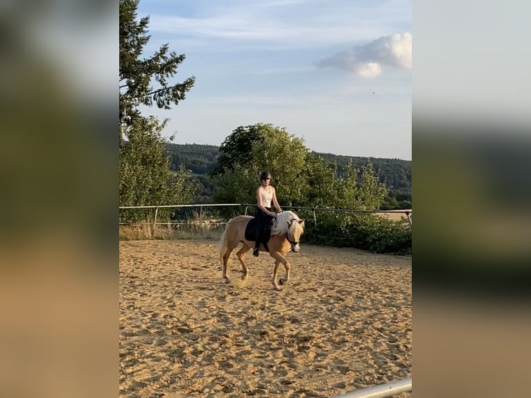 Haflinger Stute 10 Jahre 152 cm Fuchs in H&#xFC;nstetten