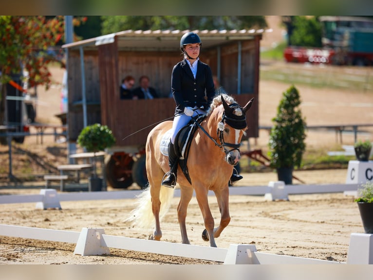 Haflinger Stute 10 Jahre 152 cm Fuchs in H&#xFC;nstetten