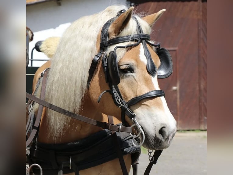 Haflinger Stute 10 Jahre 152 cm Fuchs in H&#xFC;nstetten