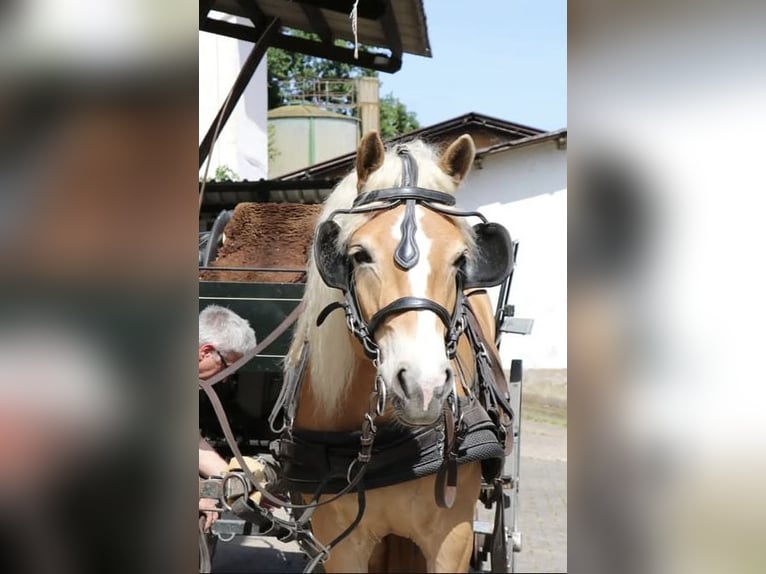 Haflinger Stute 10 Jahre 152 cm Fuchs in H&#xFC;nstetten