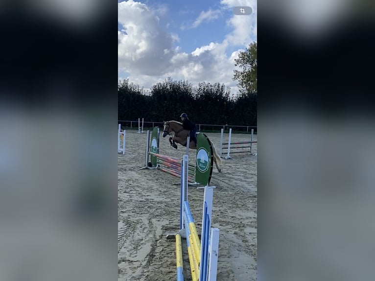 Haflinger Stute 10 Jahre 152 cm Fuchs in H&#xFC;nstetten