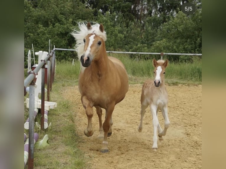 Haflinger Stute 10 Jahre 152 cm Fuchs in H&#xFC;nstetten