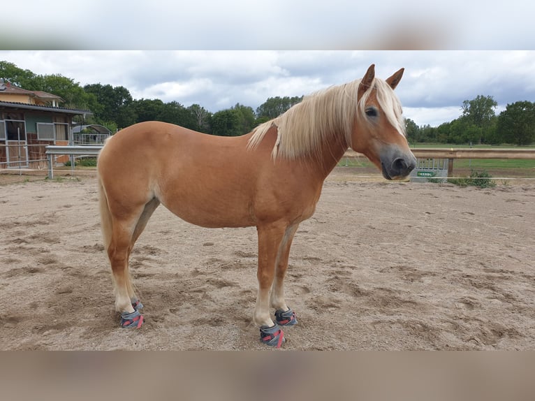 Haflinger Stute 10 Jahre 152 cm Fuchs in Bad Schönborn