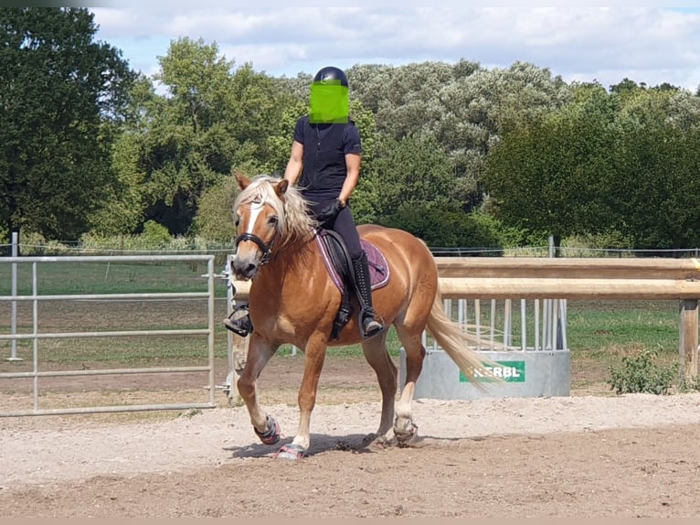 Haflinger Stute 10 Jahre 152 cm Fuchs in Bad Schönborn