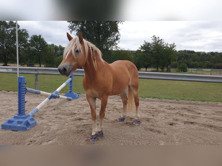 Haflinger Stute 10 Jahre 152 cm Fuchs in Bad Schönborn