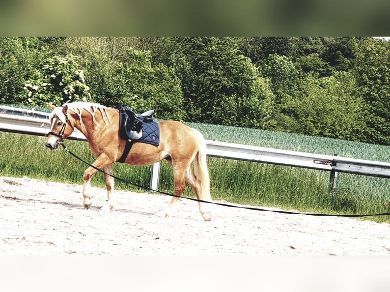 Haflinger Stute 10 Jahre 152 cm Fuchs in Bad Schönborn