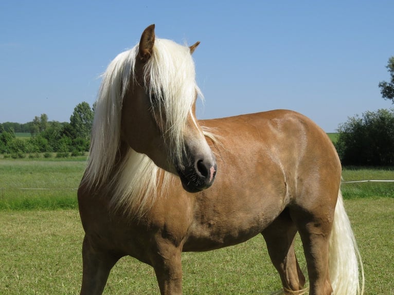 Haflinger Stute 10 Jahre 153 cm Fuchs in Schrozberg
