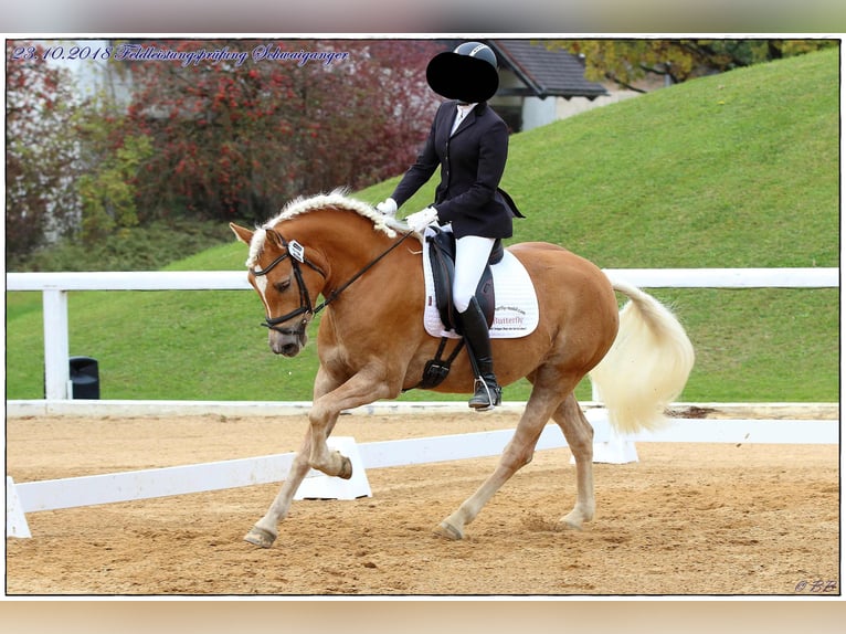 Haflinger Stute 10 Jahre 153 cm Fuchs in Schrozberg