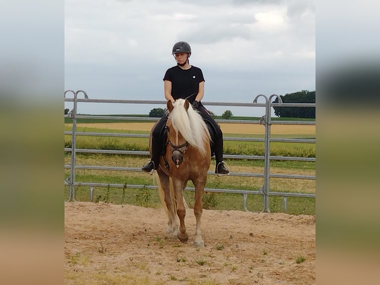 Haflinger Stute 10 Jahre 153 cm Fuchs in Schrozberg