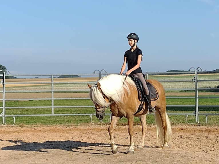 Haflinger Stute 10 Jahre 153 cm Fuchs in Schrozberg