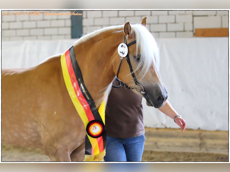 Haflinger Stute 10 Jahre 153 cm Fuchs in Schrozberg