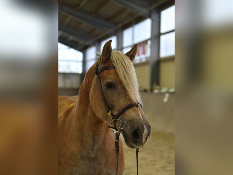 Haflinger Stute 10 Jahre 155 cm Fuchs in Geilenkirchen