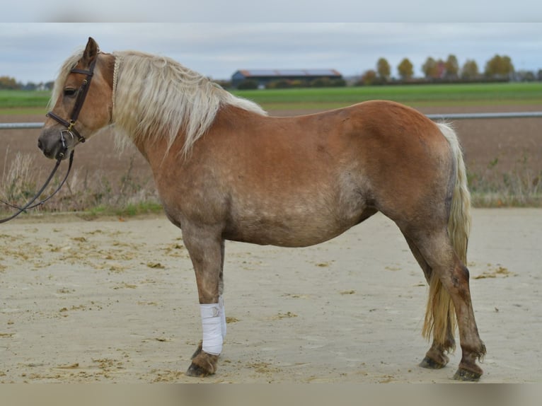Haflinger Stute 10 Jahre 155 cm Fuchs in Geilenkirchen