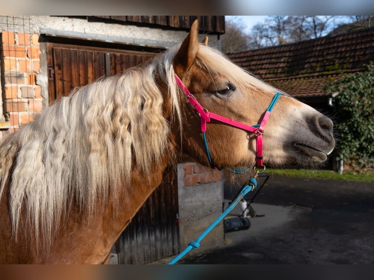 Haflinger Stute 10 Jahre 155 cm Fuchs in Balingen