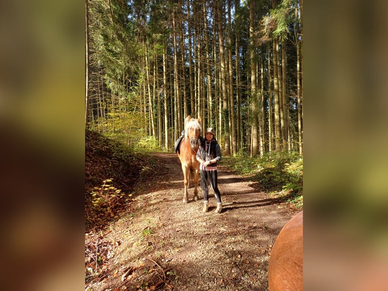 Haflinger Stute 10 Jahre 155 cm Fuchs in Balingen