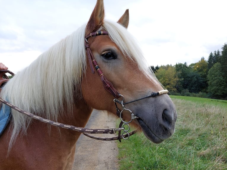 Haflinger Stute 10 Jahre 155 cm Fuchs in Balingen