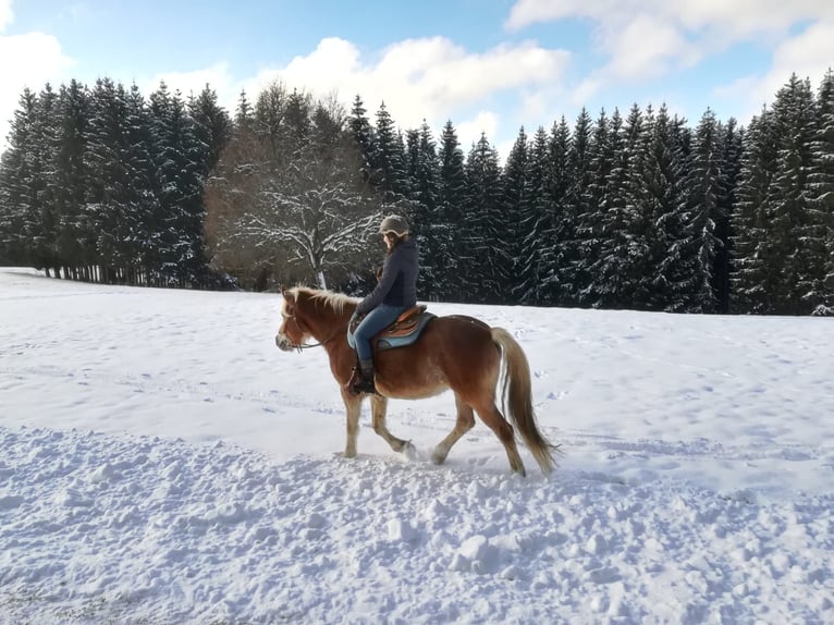 Haflinger Stute 10 Jahre 155 cm Fuchs in Balingen