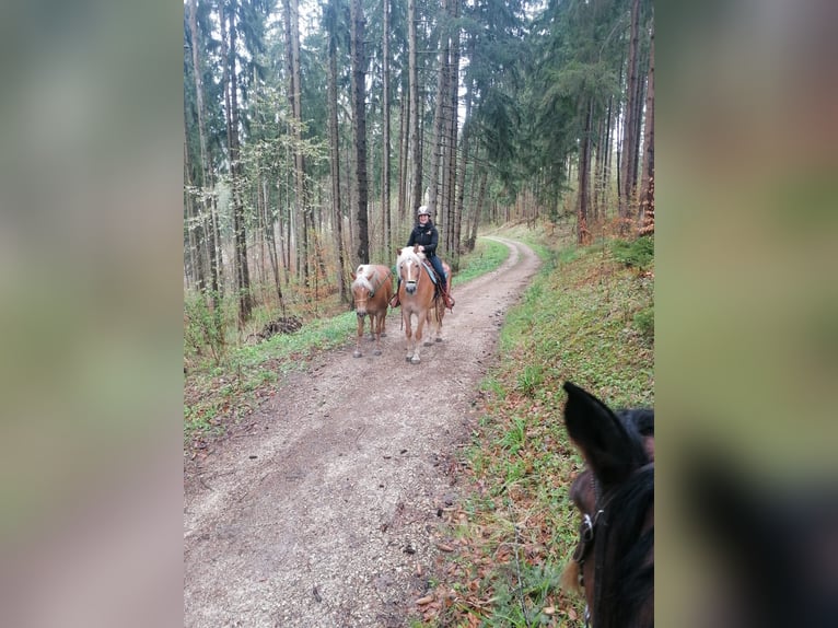 Haflinger Stute 10 Jahre 155 cm Fuchs in Balingen