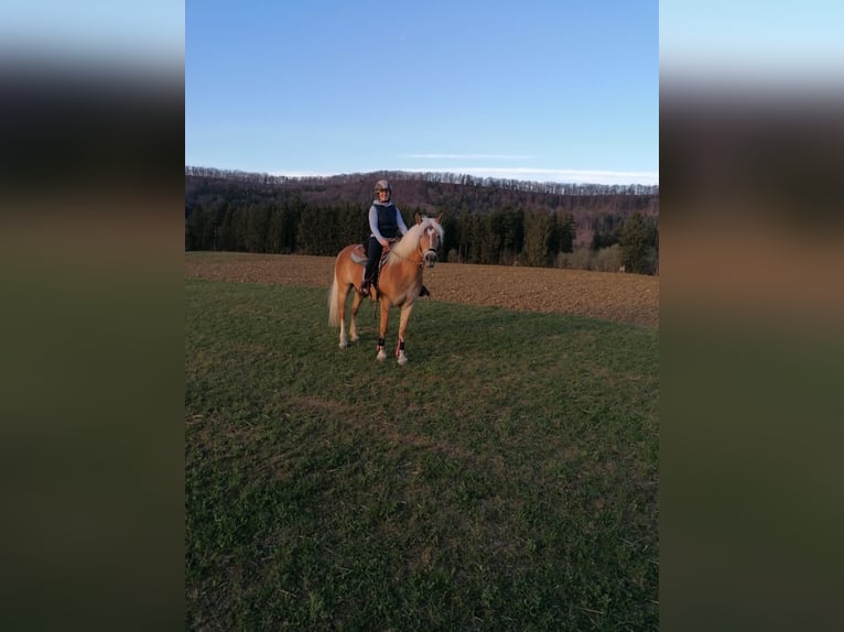 Haflinger Stute 10 Jahre 155 cm Fuchs in Balingen