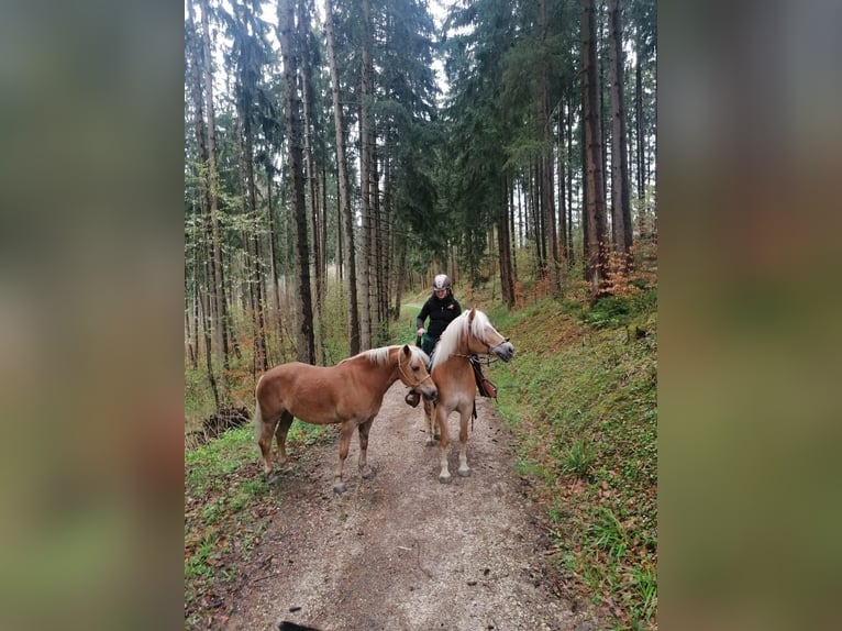 Haflinger Stute 10 Jahre 155 cm Fuchs in Balingen