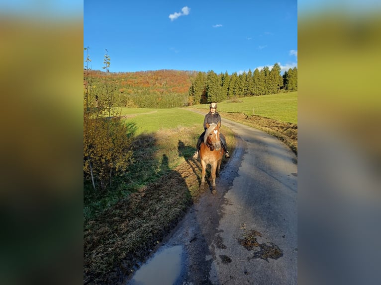 Haflinger Stute 10 Jahre 155 cm Fuchs in Balingen